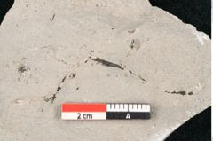 Foto (Detailansicht) von Callitris brongniartii Endl. (NHMW-GEO-2024-0188-6746)